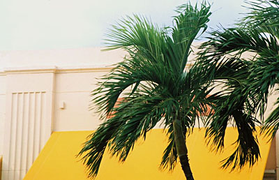 Blowing Palms