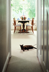 table with cat