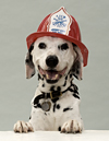 firedog